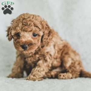 Sadie, Toy Poodle Puppy