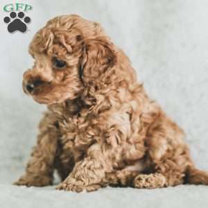 Sadie, Toy Poodle Puppy