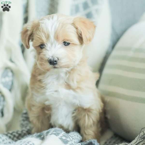 Liam, Maltipoo Puppy