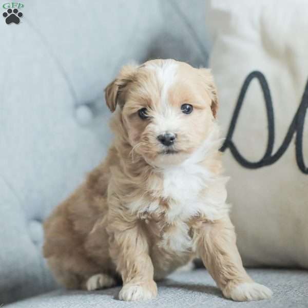 Lila, Maltipoo Puppy