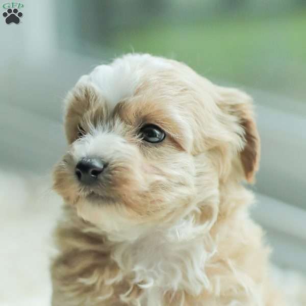 Lucas, Maltipoo Puppy