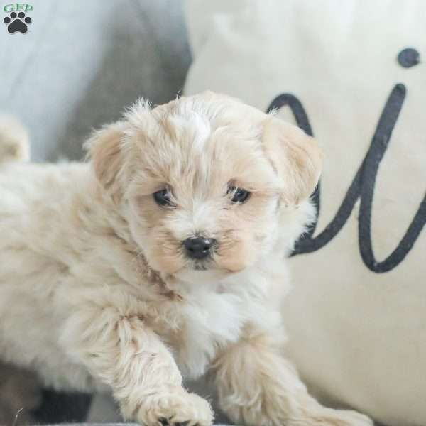 Lola, Maltipoo Puppy