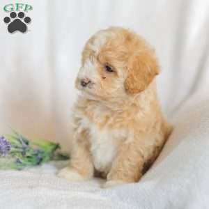 Macks, Maltipoo Puppy