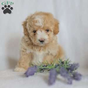 Macks, Maltipoo Puppy