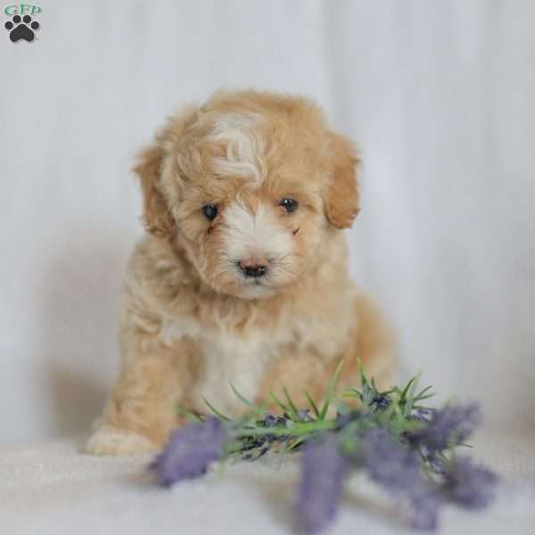 Macks, Maltipoo Puppy