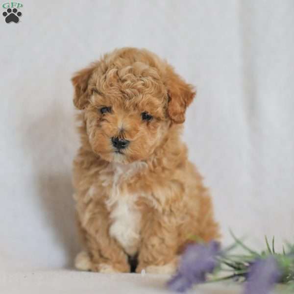 Marco, Maltipoo Puppy