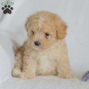 Mallory, Maltipoo Puppy