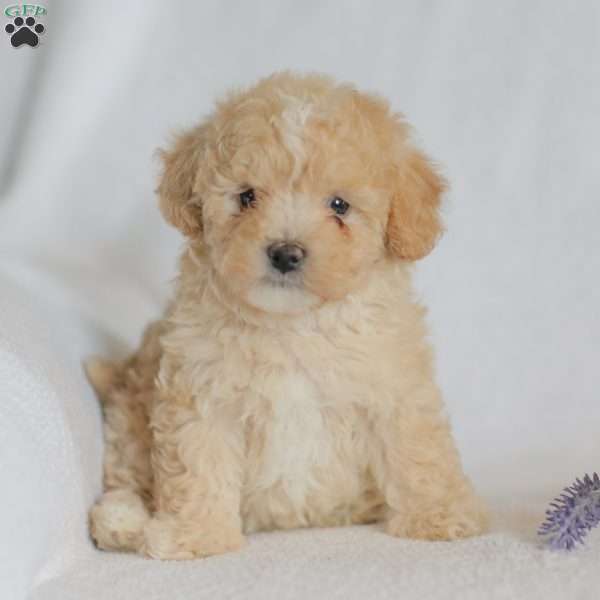 Mallory, Maltipoo Puppy