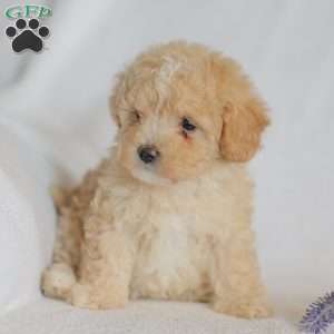 Mallory, Maltipoo Puppy