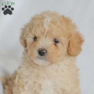Mallory, Maltipoo Puppy