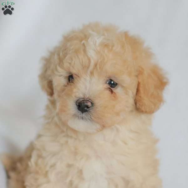 Mallory, Maltipoo Puppy