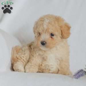 Mallory, Maltipoo Puppy