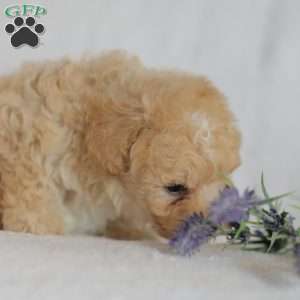 Mallory, Maltipoo Puppy