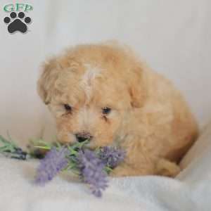 Mallory, Maltipoo Puppy