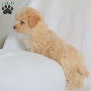 Mallory, Maltipoo Puppy