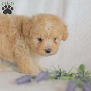Mallory, Maltipoo Puppy