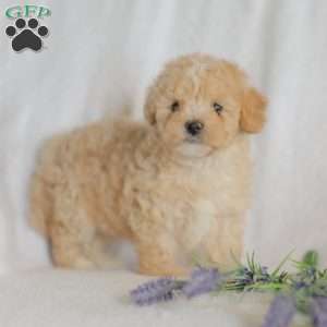 Mallory, Maltipoo Puppy
