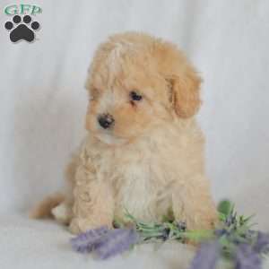 Mallory, Maltipoo Puppy