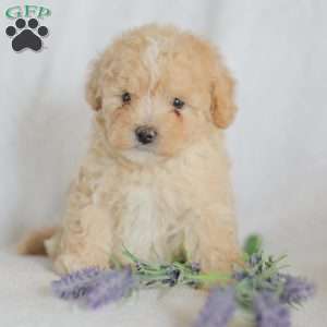 Mallory, Maltipoo Puppy