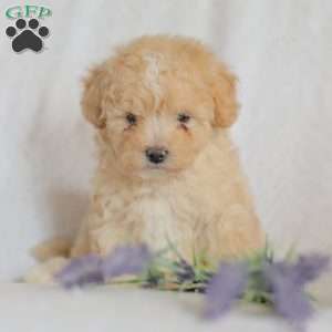 Mallory, Maltipoo Puppy