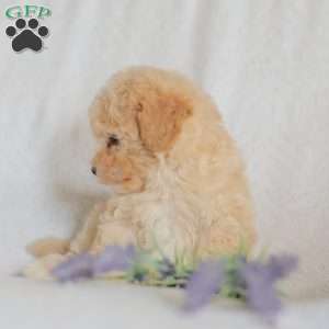 Mallory, Maltipoo Puppy