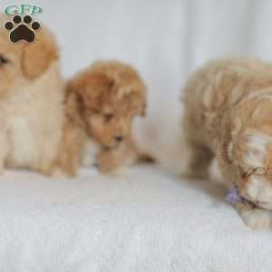 Mallory, Maltipoo Puppy