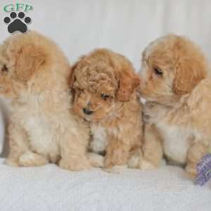Macks, Maltipoo Puppy