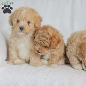 Macks, Maltipoo Puppy
