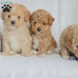 Mallory, Maltipoo Puppy