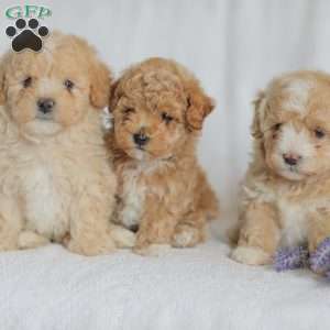 Mallory, Maltipoo Puppy