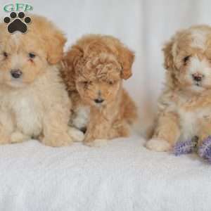Macks, Maltipoo Puppy