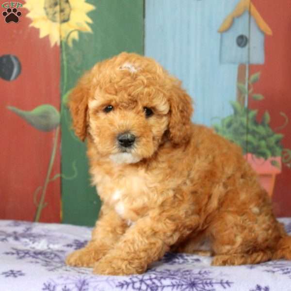 Aaron, Miniature Poodle Puppy