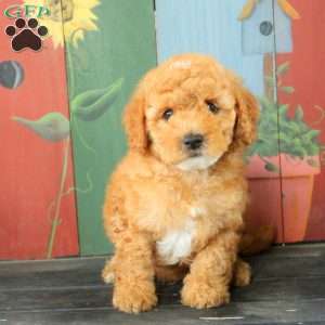 Aaron, Miniature Poodle Puppy