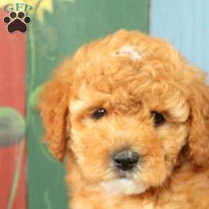 Aaron, Miniature Poodle Puppy