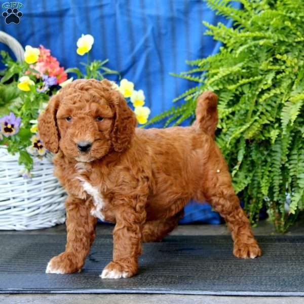 Abagail, Goldendoodle Puppy