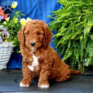 Abagail, Goldendoodle Puppy