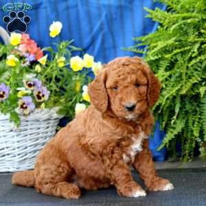 Abagail, Goldendoodle Puppy