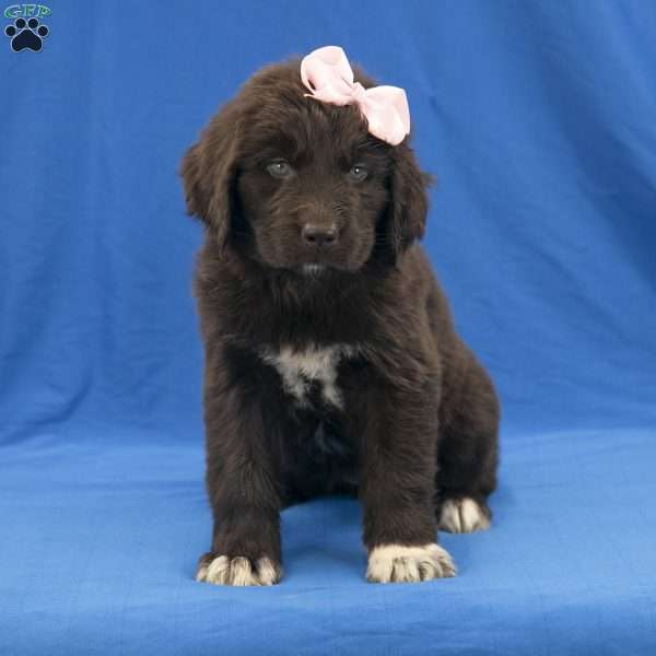 Abby, Newfoundland Puppy
