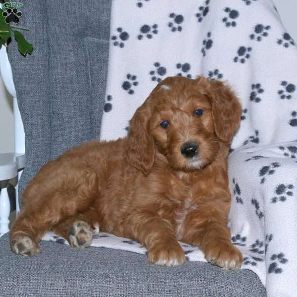 Abigail, Goldendoodle Puppy