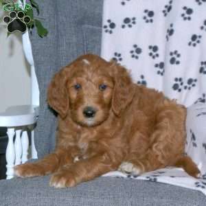 Abigail, Goldendoodle Puppy