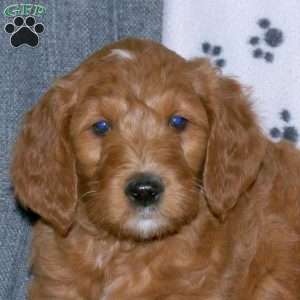 Abigail, Goldendoodle Puppy
