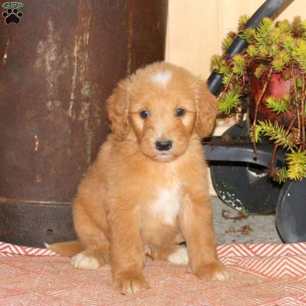 Ace, Goldendoodle Puppy
