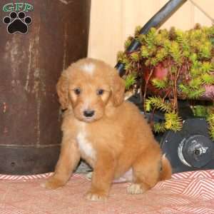 Ace, Goldendoodle Puppy