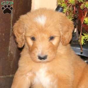 Ace, Goldendoodle Puppy