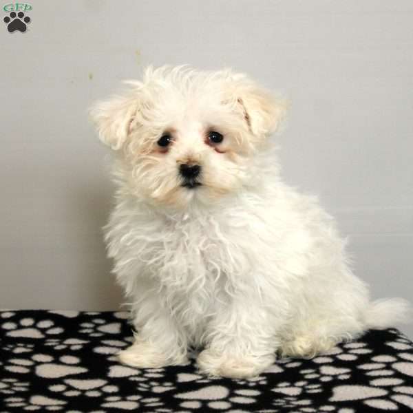 Adam, Maltese Puppy