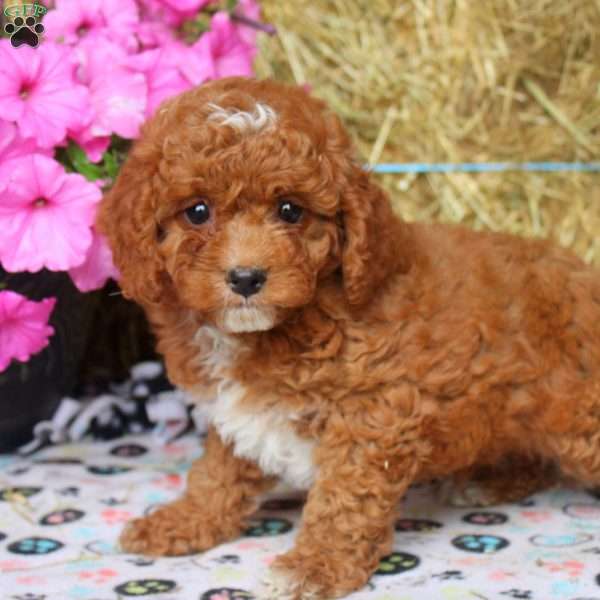 Adam, Cockapoo Puppy