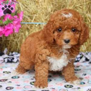 Adam, Cockapoo Puppy