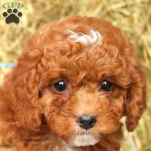 Adam, Cockapoo Puppy