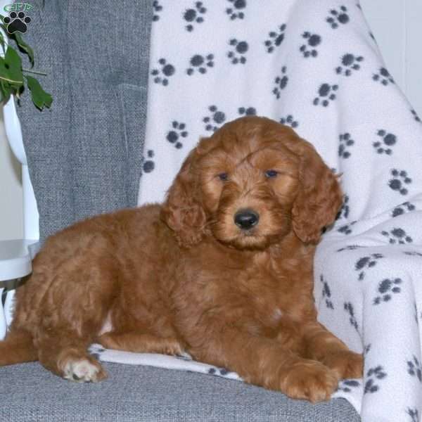 Addy, Goldendoodle Puppy
