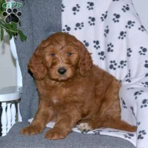 Addy, Goldendoodle Puppy